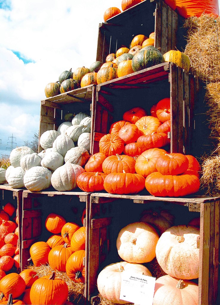 Pumpkin Island 