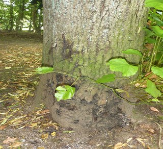 Baumfällungen: Linde, Arboretum #2