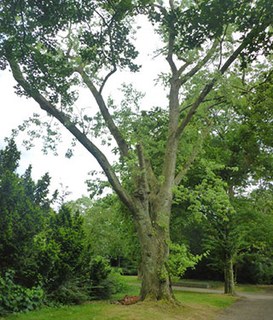 Baumfällungen: Zuckerahorn, Stadtgarten