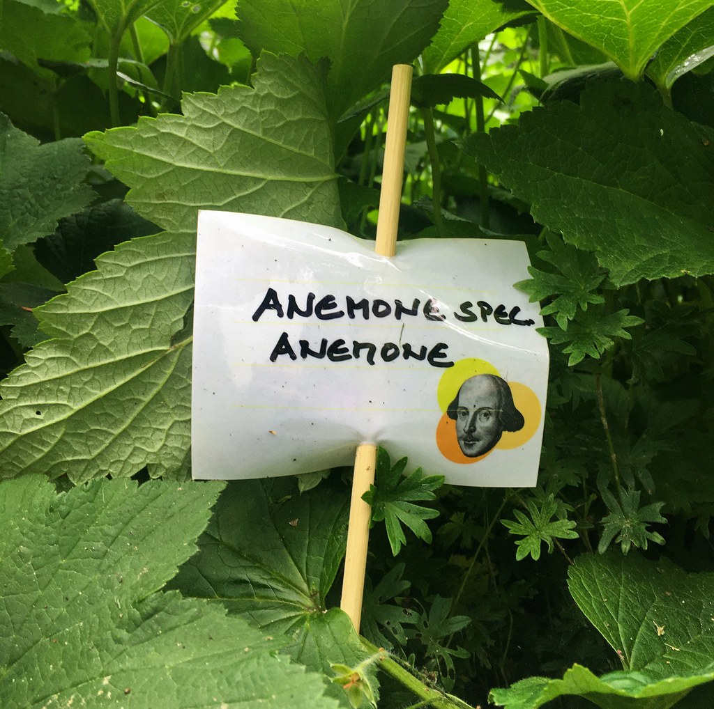 Botanischer Garten im Juni 2021: Anemone Anemone einem Schildchen