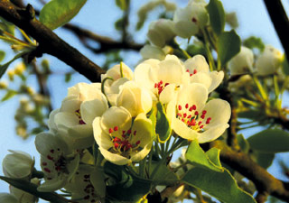 stadt-neuss_natur-radrouten_01_mittelterasse_03b.jpg stadt-neuss_natur-radrouten_01_mittelterasse_03b.jpg