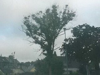 Baumfällungen: Esche, Niederdonker Weg 3