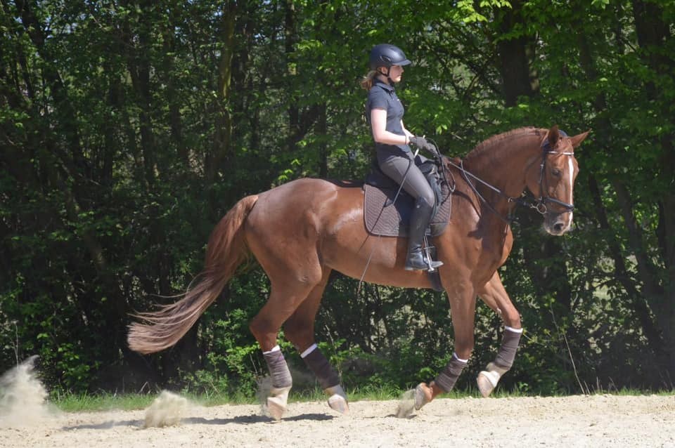 16.05.2019 - Neues Reitsportzentrum auf Gut Neuhöfgen