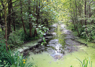 stadt-neuss_natur-radrouten_02_fluss-bachauen_26.jpg stadt-neuss_natur-radrouten_02_fluss-bachauen_26.jpg